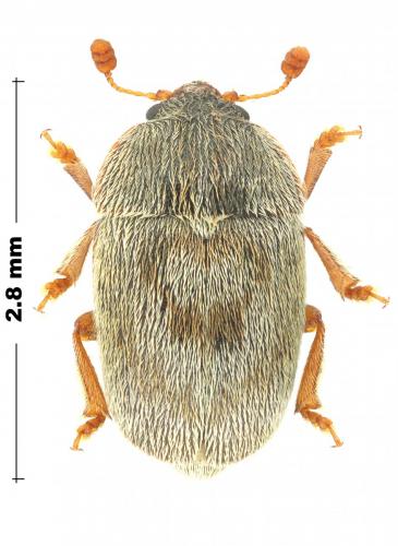 Réf. 228 499 : Xenostrongylus sp.